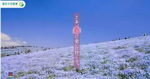 ひたち海浜公園ネモフィラ見頃